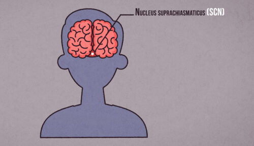 University of Bergen – Suprachiasmatic Nucleus
